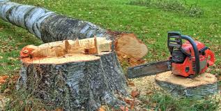 Best Tree Trimming and Pruning  in La Habra, CA