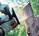 Best Utility Line Clearance  in La Habra, CA
