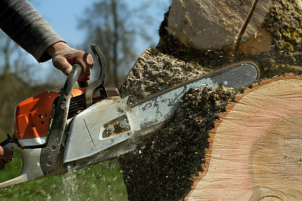 How Our Tree Care Process Works  in  La Habra, CA